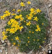 Dwarf Goldenweed. Photo by Dawn Ballou, Pinedale Online.