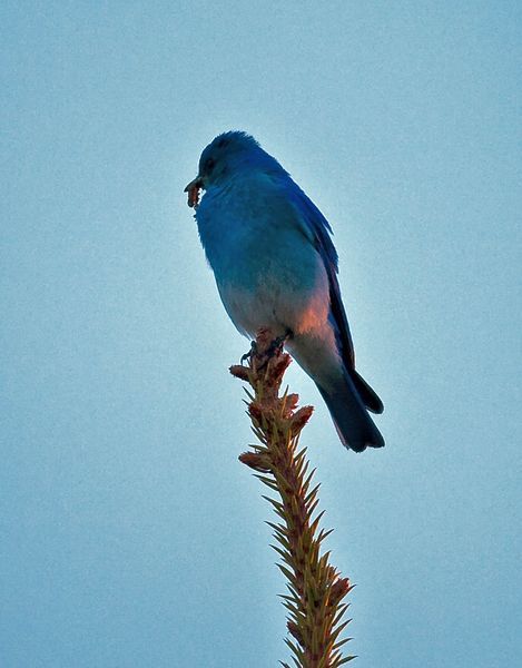 Bluebird. Photo by Dave Bell.