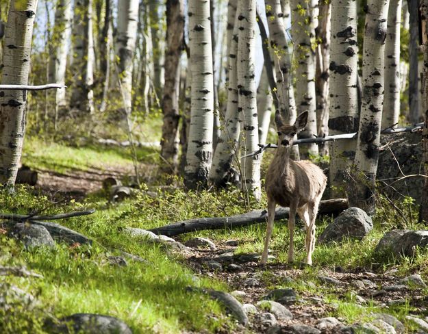 Glimpse Lake Trail Deer. Photo by Dave Bell.