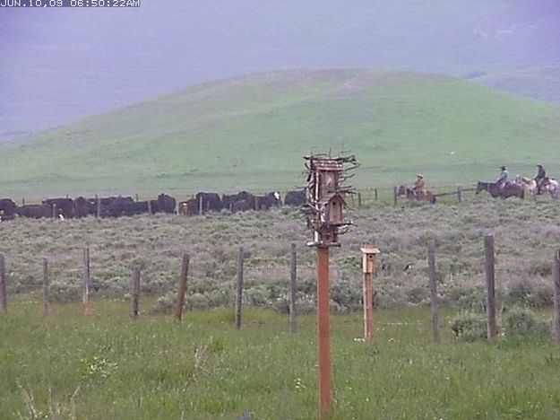 Little Jenny Cattle Drive. Photo by Bondurant Webcam.