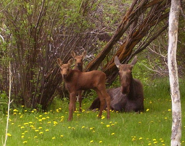 Mom and the kids. Photo by Bettina Sparrowe.