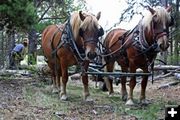 Tree-Pulling Horses. Photo by Steven Crane.