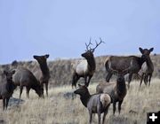 Bull Elk. Photo by Dave Bell.