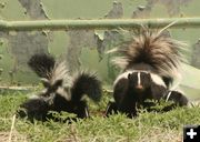 Mom and the kids. Photo by Dawn Ballou, Pinedale Online.