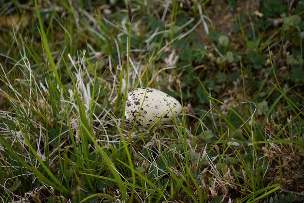 Killdeer egg. Photo by Cat Urbigkit.