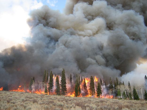 Maki Creek burn. Photo by Jill Miller, WGFD.