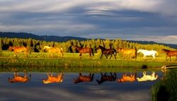 Reflections. Photo by Joanne Panizzera .