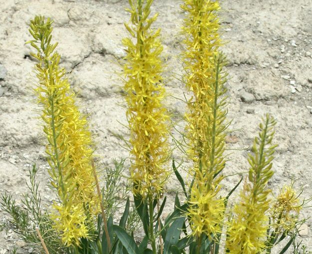 Prince's Plume closeup. Photo by Dawn Ballou, Pinedale Online.