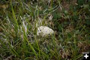 Killdeer egg. Photo by Cat Urbigkit.