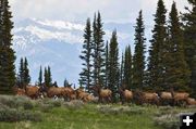 Elk. Photo by Dave Bell.