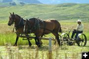 Haying with Horses. Photo by Barbara Ellwood.