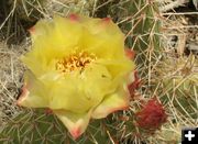 Prickly Pear Closeup. Photo by Dawn Ballou, Pinedale Online.