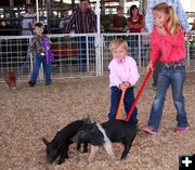 Pee Wee Showmanship. Photo by Clint Gilchrist, Pinedale Online.