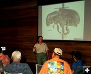 Beetle Talk. Photo by Dawn Ballou, Pinedale Online.