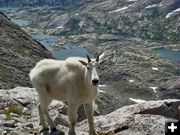 Wind River Mountain Goat. Photo by Katie Mortenson.