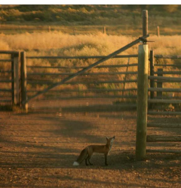 How do I get that bird?. Photo by Dawn Ballou, Pinedale Online.