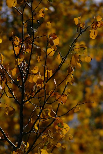 Branches. Photo by Pam McCulloch, Pinedale Online.