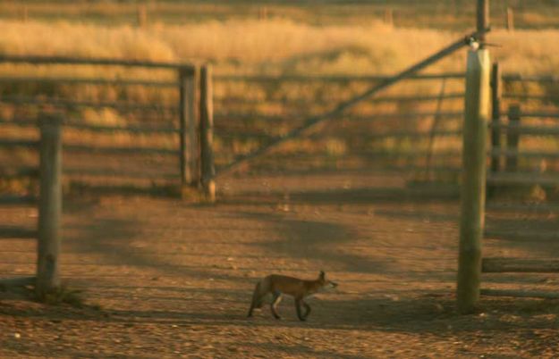 Checking it out. Photo by Dawn Ballou, Pinedale Online.