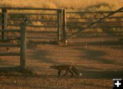 Back over. Photo by Dawn Ballou, Pinedale Online.