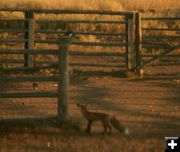 Come closer!. Photo by Dawn Ballou, Pinedale Online.