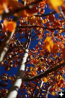 Looking Up. Photo by Pam McCulloch, Pinedale Online.