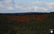 Orange Grove. Photo by Pam McCulloch, Pinedale Online.