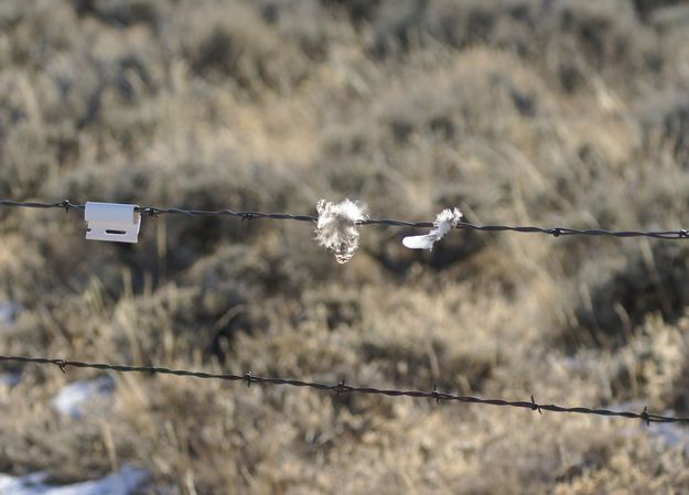Bird collision. Photo by Cat Urbigkit.