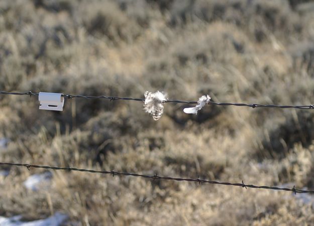 Bird collision. Photo by Cat Urbigkit.