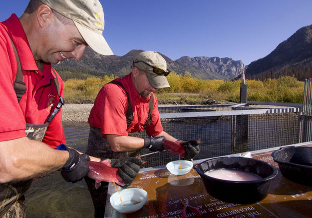 New Fork Lake egg collecting. Photo by Mark Gocke, WGFD.