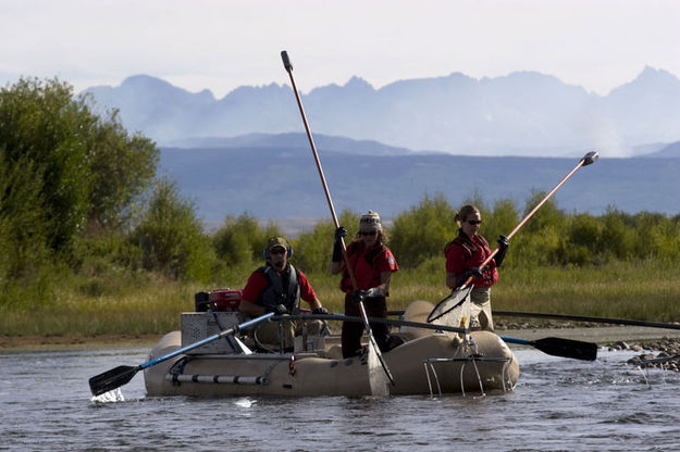 Electrofishing. Photo by Mark Gocke, Wyoming Game & Fish.