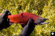 kokanee salmon . Photo by Mark Gocke, WGFD.