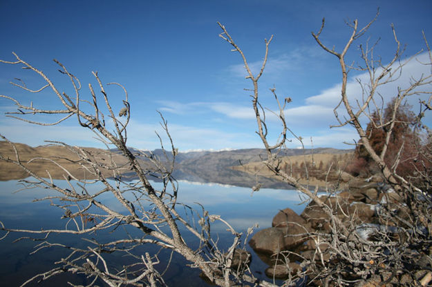 Bare branches. Photo by Kevin Haffey.