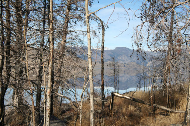 Burn trees. Photo by Kevin Haffey.