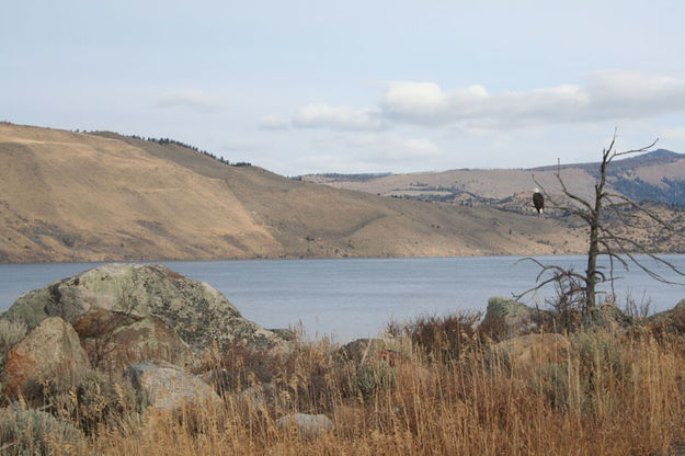 Bald Eagle. Photo by Kevin Haffey.