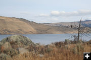 Bald Eagle. Photo by Kevin Haffey.