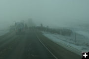 Foggy Cattle Drive. Photo by Cat Urbigkit.