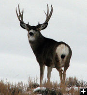 Mule Deer. Photo by Bureau of Land Management.