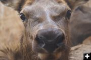 Close up cow. Photo by Cat Urbigkit, Pinedale Online.