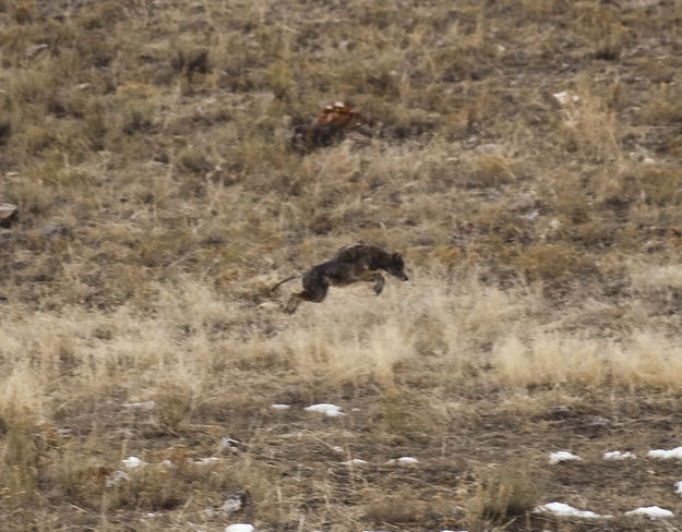 Busy Coyote. Photo by Dave Bell.