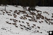 Riling Draw Elk Herd. Photo by Dave Bell.