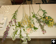 Noxious Weeds. Photo by Dawn Ballou, Pinedale Online.