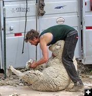 Shear Efficiency. Photo by Dennis Rank.
