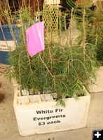 White Fir Evergreens. Photo by Dawn Ballou, Pinedale Online.