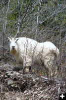 Mountain Goat. Photo by Shaun Andersen.