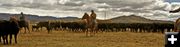 Food, beer, and tons of calves. Photo by Megan Rawlins, Pinedale Roundup.