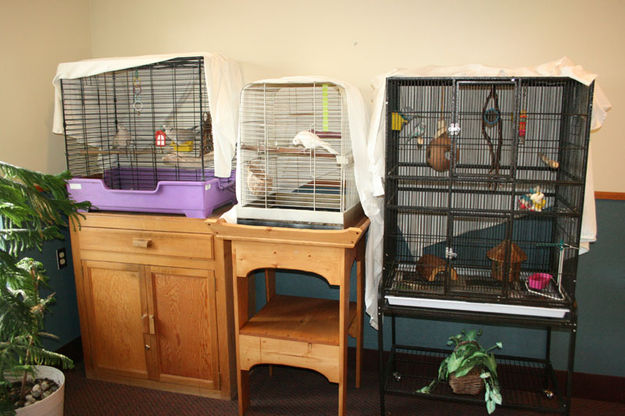 Bird Cages. Photo by Dawn Ballou, Pinedale Online.