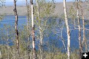 Fremont Lake Aspens. Photo by Sammie Moore.