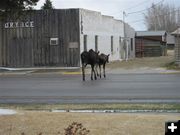 Crossing Pine Street. Photo by Susie Hatch, Hatch Real Estate.