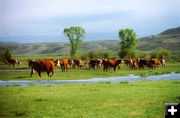 Purebred Herefords. Photo by Jonita Sommers.