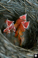 Baby Birds. Photo by Pam McCulloch.